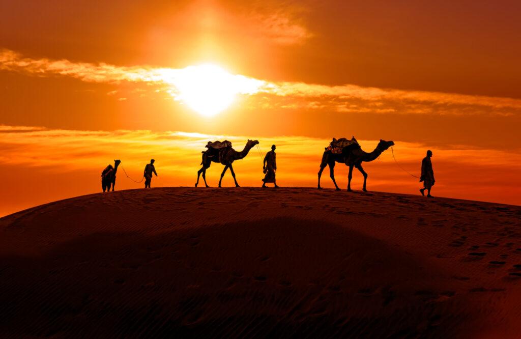 visiter marrakech : Balade à Chameau à la Palmeraie