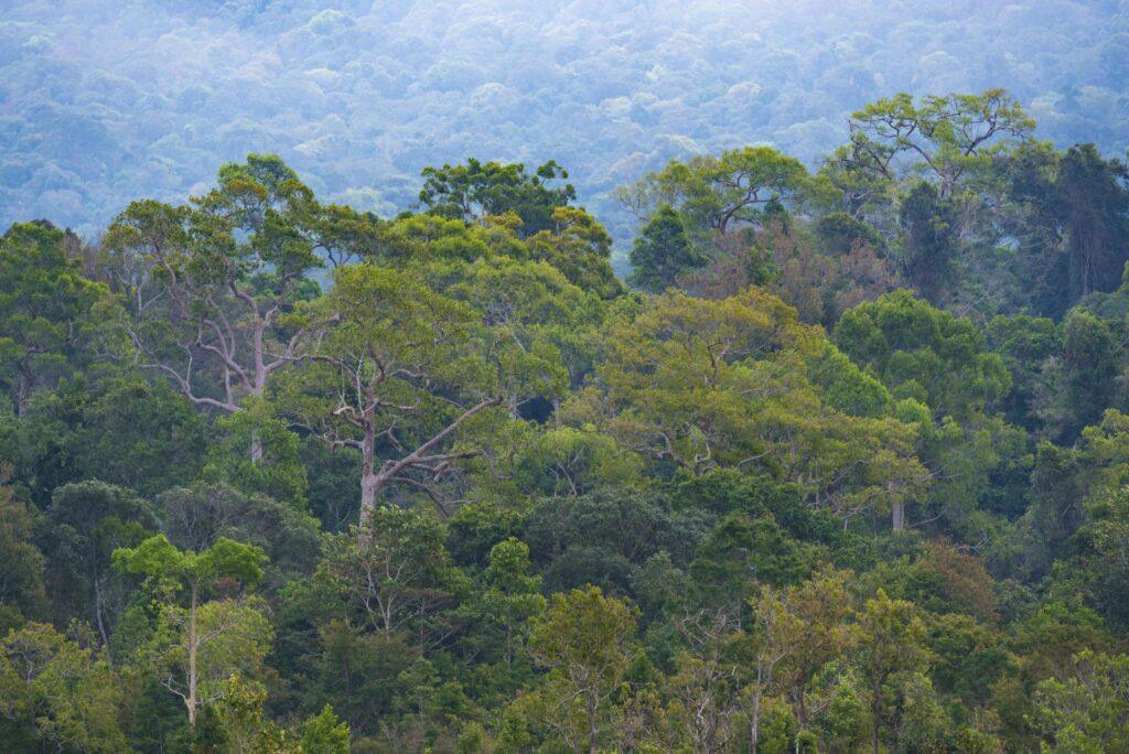 Parc national khao-yai